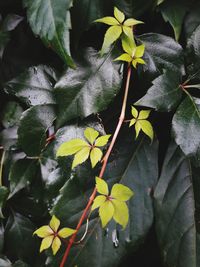 Close-up of plant