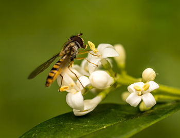 Close-up of bee on white flower