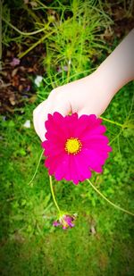 High angle view of pink flower on field