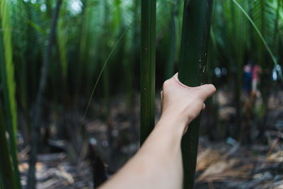 Cropped image of person against trees in forest