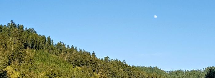 Scenic view of forest against clear blue sky