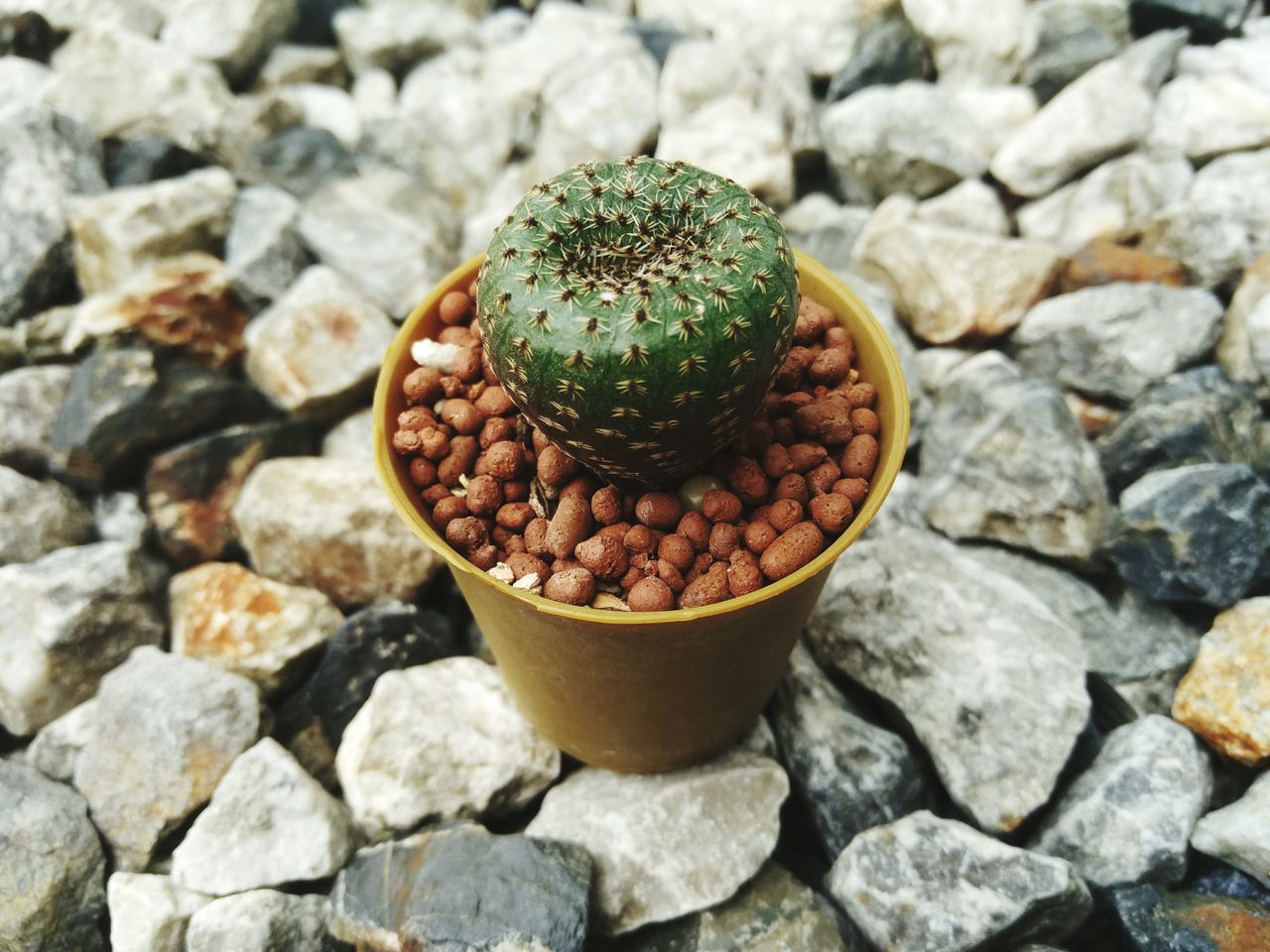 Cactus Siam