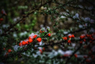 Close-up of red berries on branch