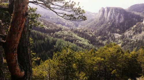 Pine trees in forest