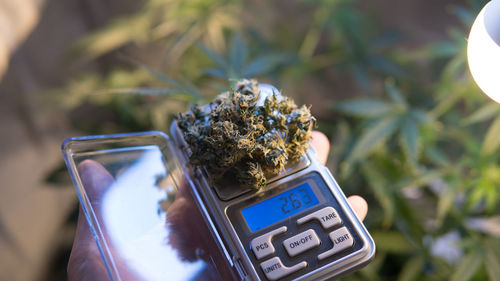 Close-up of telephone booth on plant