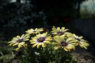 Close-up of white flowering plants in park