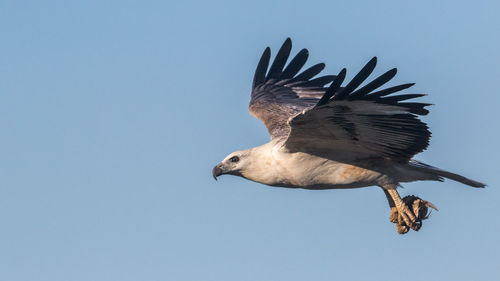 Low angle view of eagle flying against clear sky