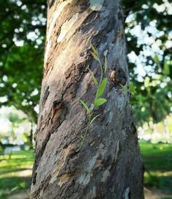 Close-up of caterpillar on tree trunk