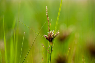 Close-up of insect on grass