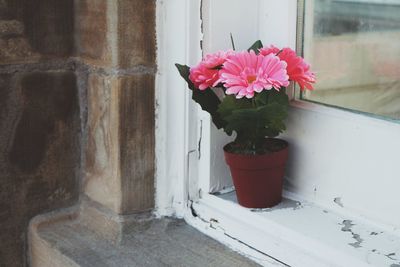 Potted plant on window