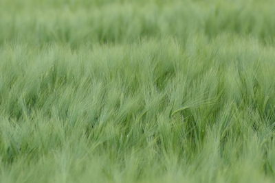 Scenic view of wheat field