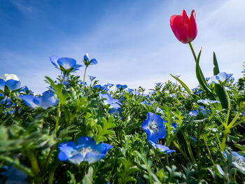 Close-up of purple flowering plant against blue sky