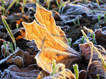 Close-up of dry leaf on field during autumn