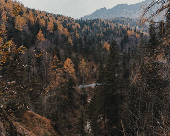 Scenic view of forest against sky during autumn