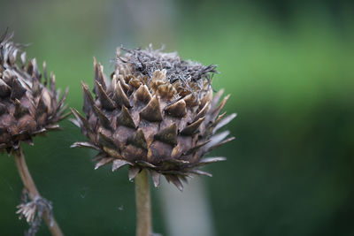 Close-up of thistle