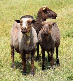 Portrait of sheep on grassland