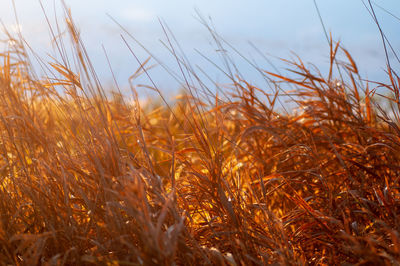 Close-up of wheat field against sky
