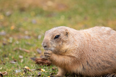 Close-up of an animal on field