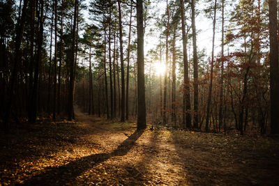 Trees growing in forest during autumn