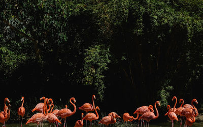 View of swans and trees in water