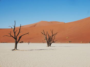 Bare trees on desert against clear blue sky