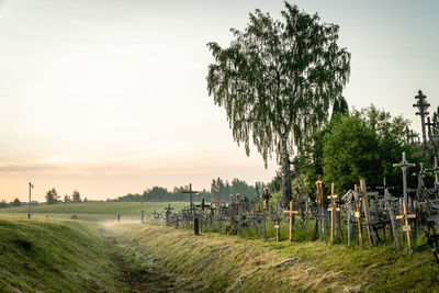 Trees growing on field against sky during sunset