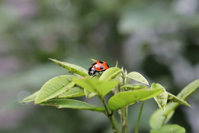 Close-up of ladybug on leaf