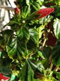 Close-up of red rose on plant
