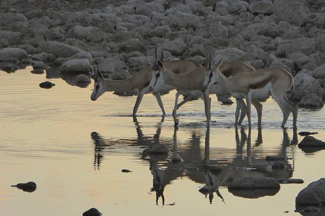 animal themes, water, bird, animals in the wild, wildlife, flock of birds, medium group of animals, nature, reflection, lake, togetherness, waterfront, day, sea, outdoors, standing, beauty in nature, three animals