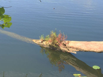 High angle view of tree in water