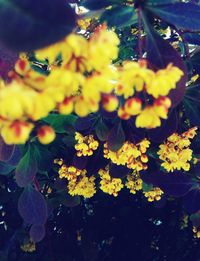 Close-up of yellow flowers