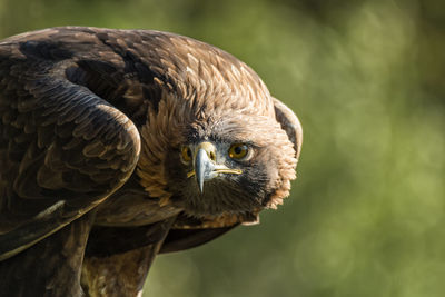 Close-up of golden eagle