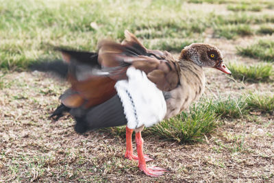 Side view of bird on field
