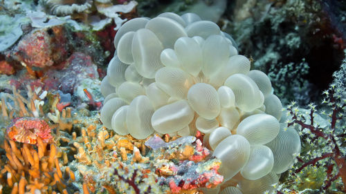 Close-up of coral in sea