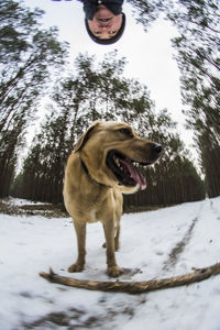 Dog on snow against sky