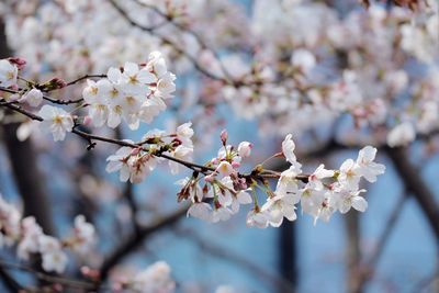 Close-up of cherry blossoms in spring