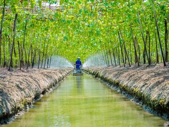 Rear view of woman on walkway amidst trees