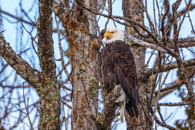 Bald eagle- hiding in plain sight
