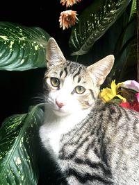 Close-up portrait of cat