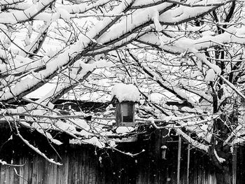 Close-up of frozen bare tree during winter