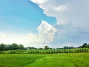 Scenic view of grassy field against sky