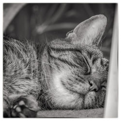 Close-up of cat sleeping