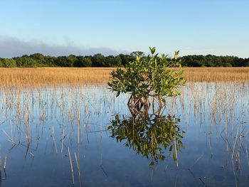 Scenic view of lake against clear sky