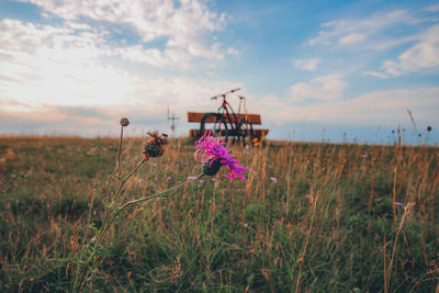 Purple flowering plants on field against sky