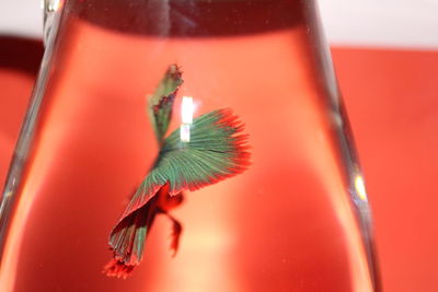 Close-up of drink on glass