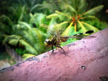 Close-up of insect on leaf