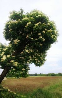 Tree on field against sky