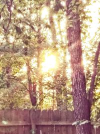 Low angle view of trees in forest