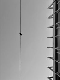 Low angle view of bird flying against sky