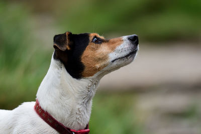 Head shot of a jack russell dog